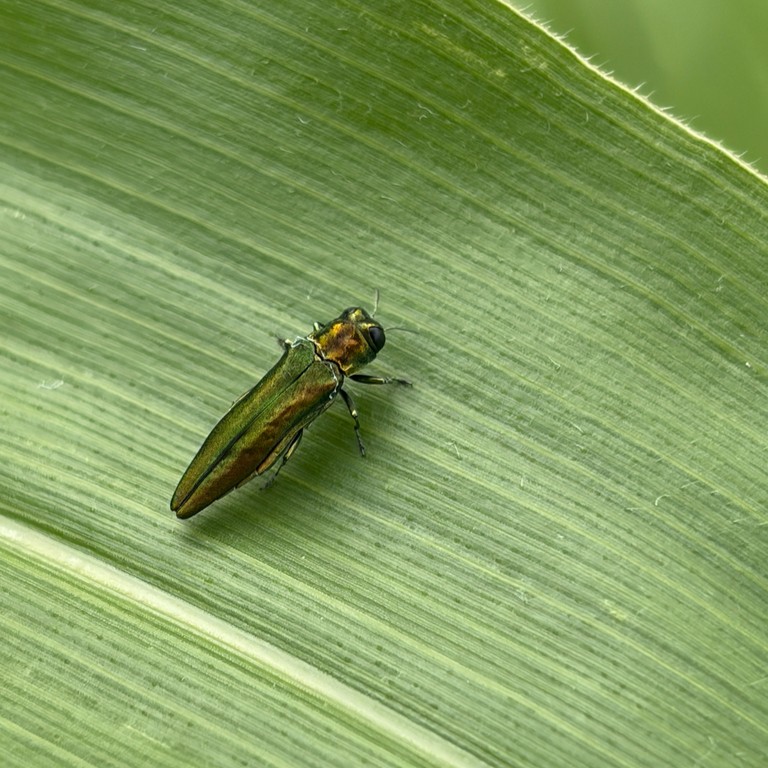 Image of adult emerald ash borer