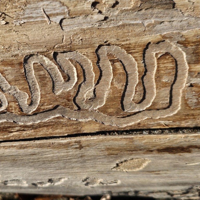 EAB Larval gallery