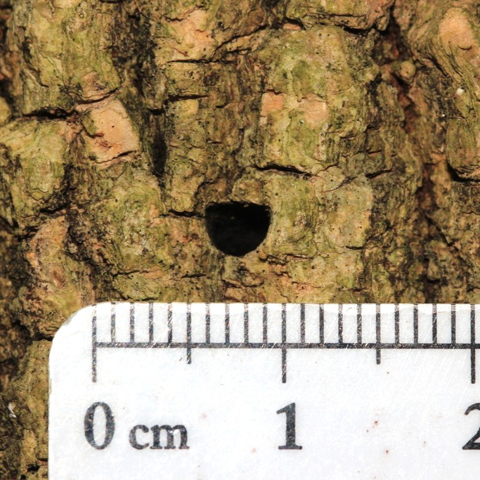 Image of EAB D-shaped exit hole
