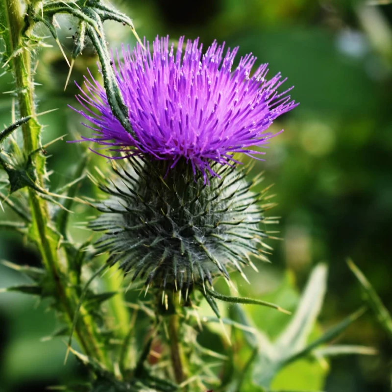 Closeup of a Thistle