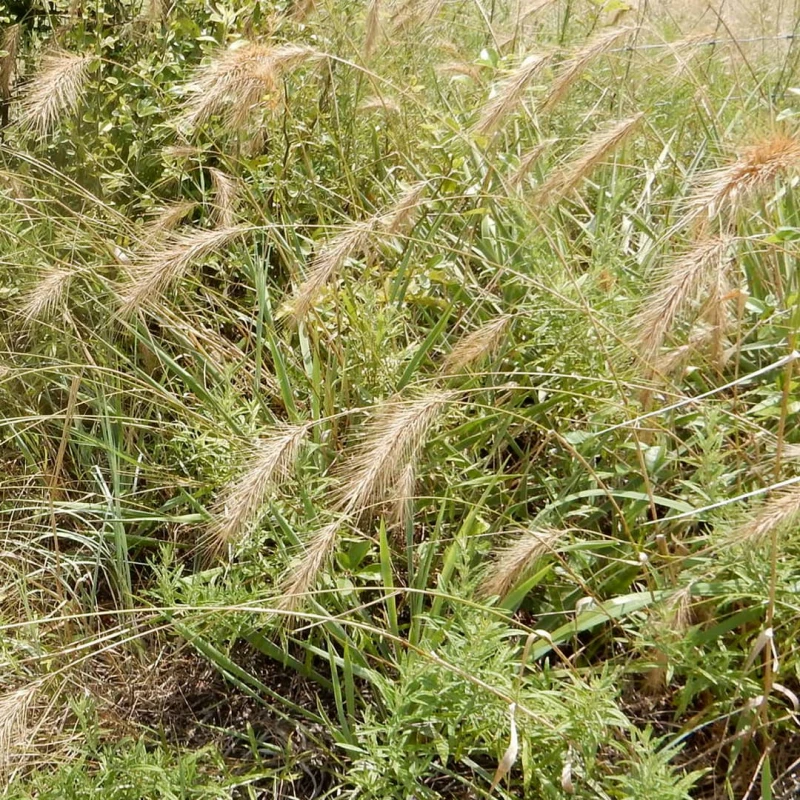 Closeup of wild rye