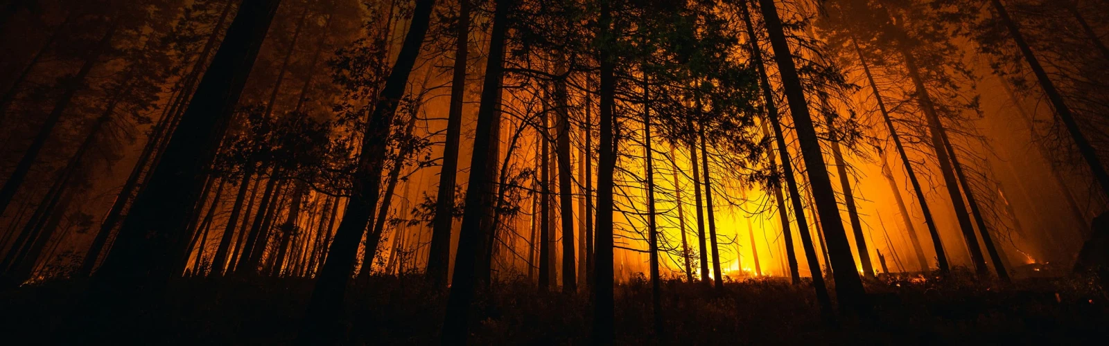 Forest Fire at night