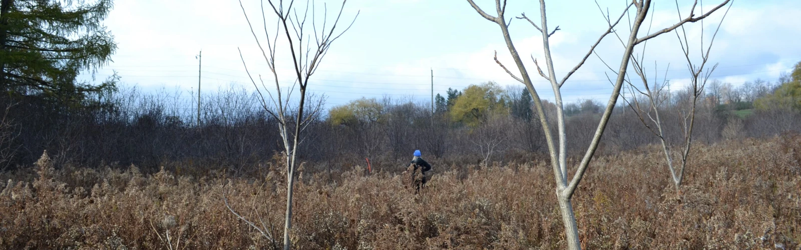 Community Scientist Tracking and Reporting Invasive Species in a field