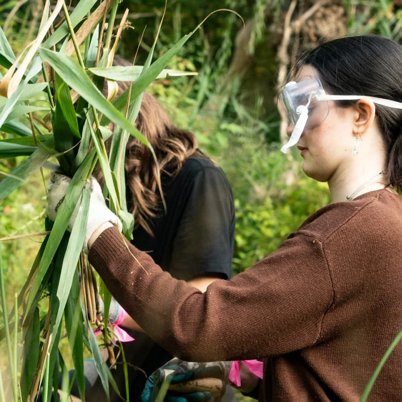 Youth Phragmites Management in High Park, Toronto