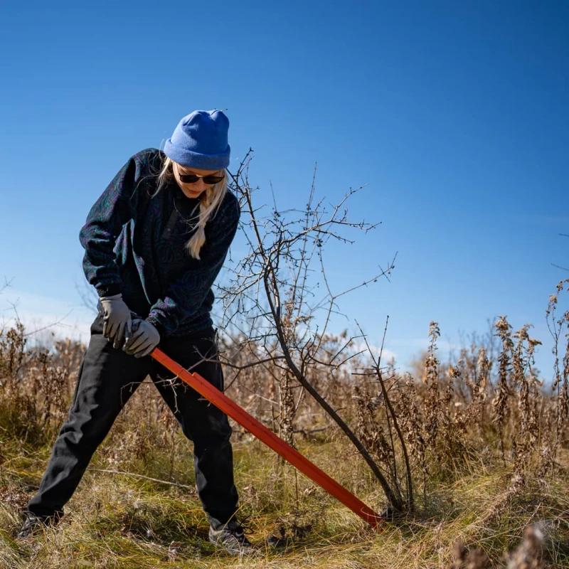 Person removing Buckthorn in Aurora, Ontario