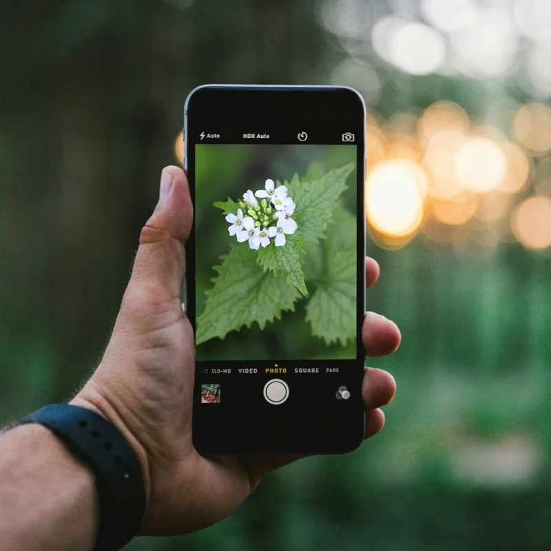 Phone with image of a plant on the screen