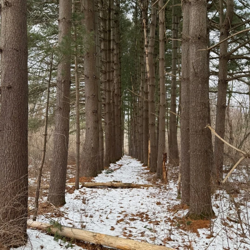 Eastern White Pine