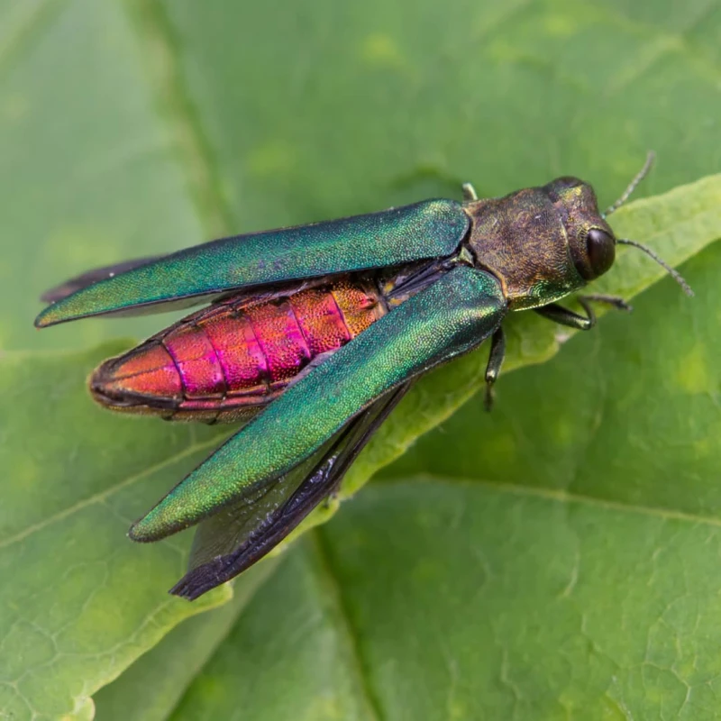 Emerald Ash Borer on a leaf