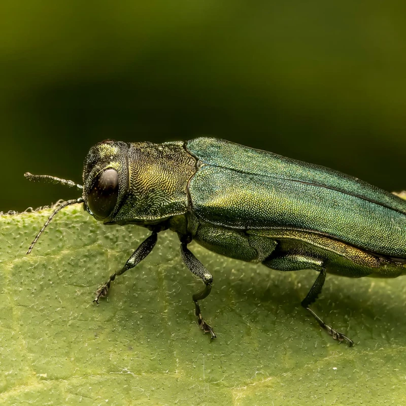 Emerald Ash Borer closeup