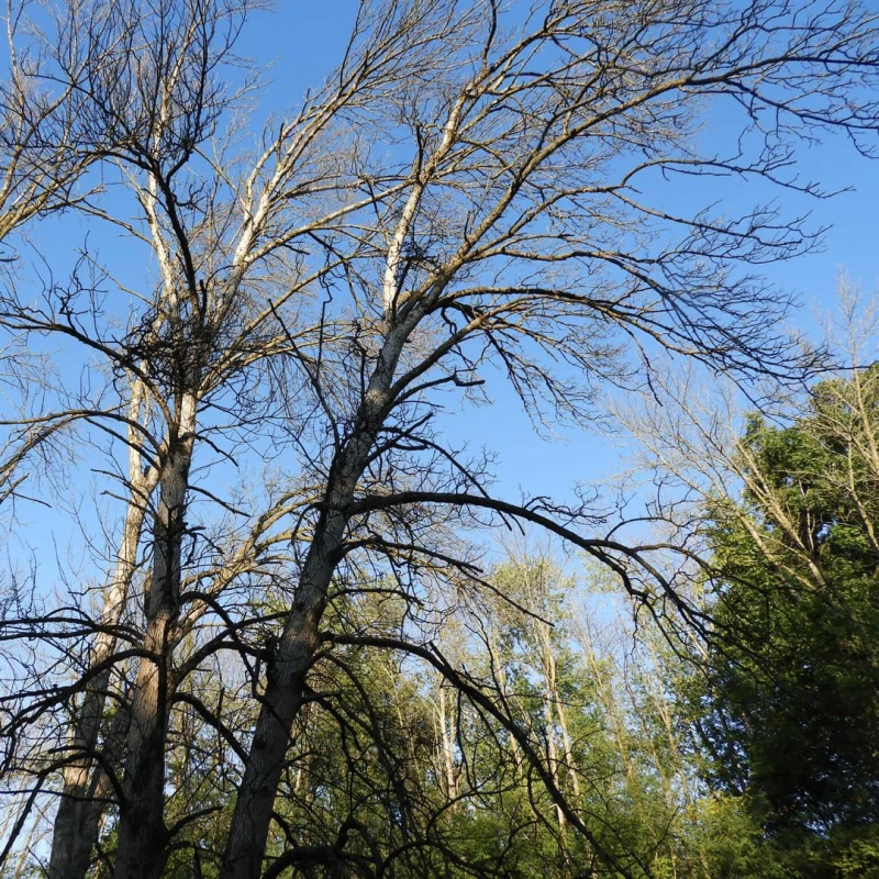 Emerald ash borer trees