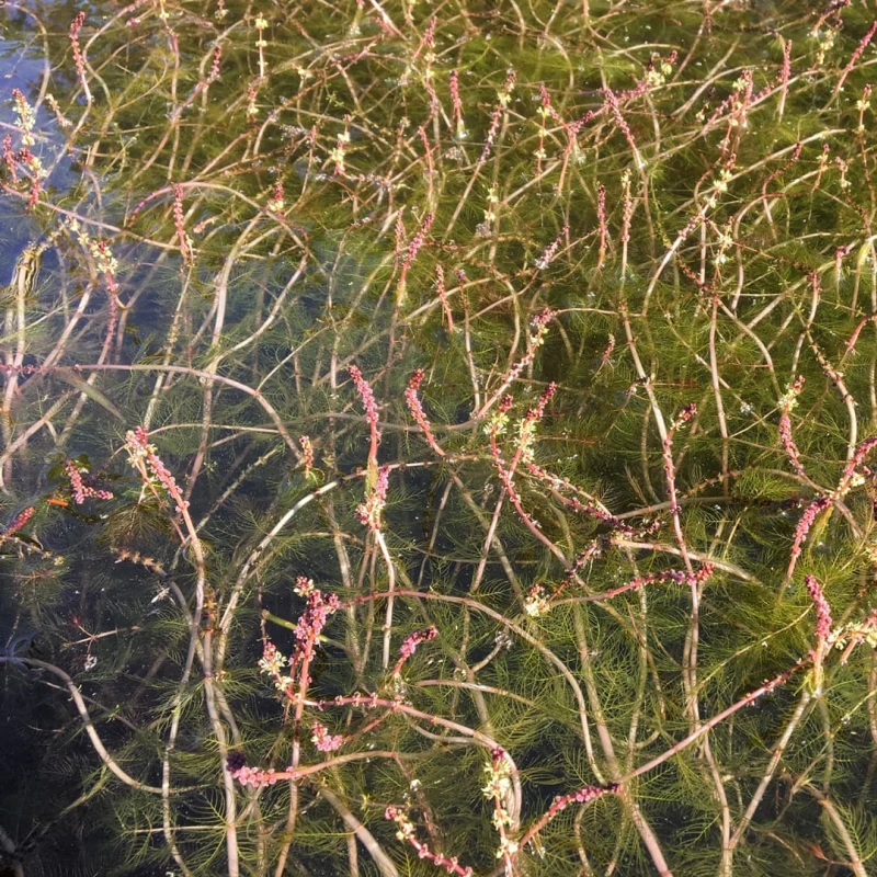 Eurasian Water milfoil