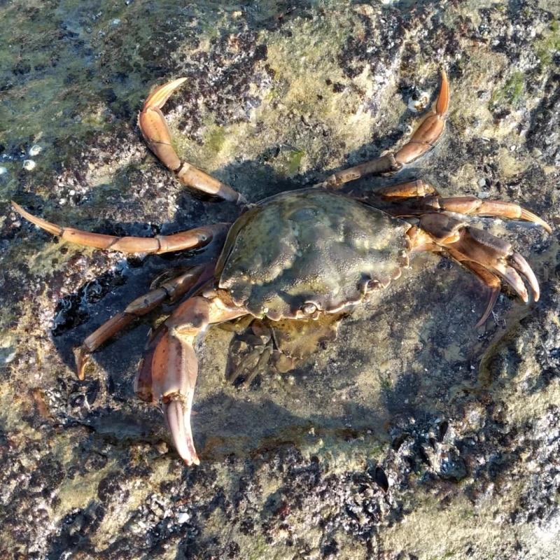 European Green Crab in water