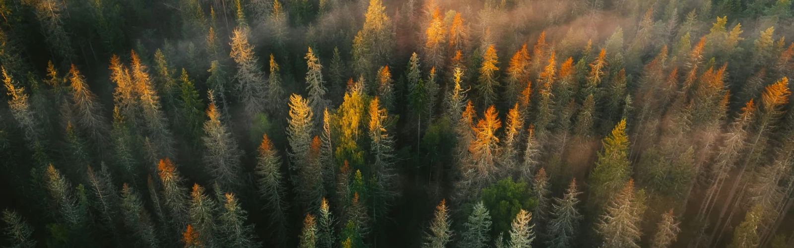 Forest from above with fog coming off the trees