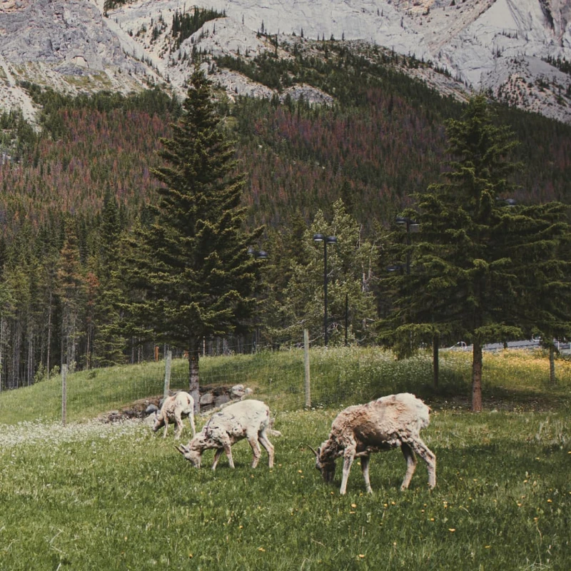 Goats grazing in Jasper, AB, Canada