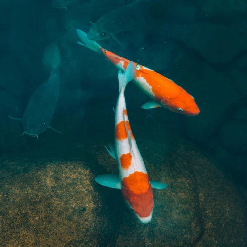 Goldfish underwater