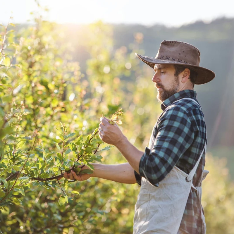 Person examining a plant