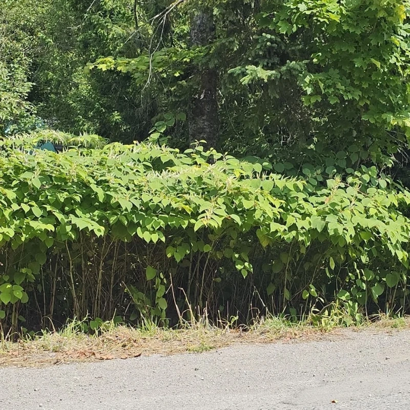 Japanese Knotweed