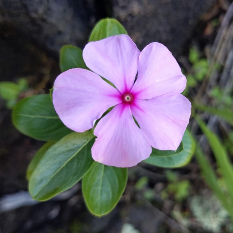 Madagascar Periwinkle