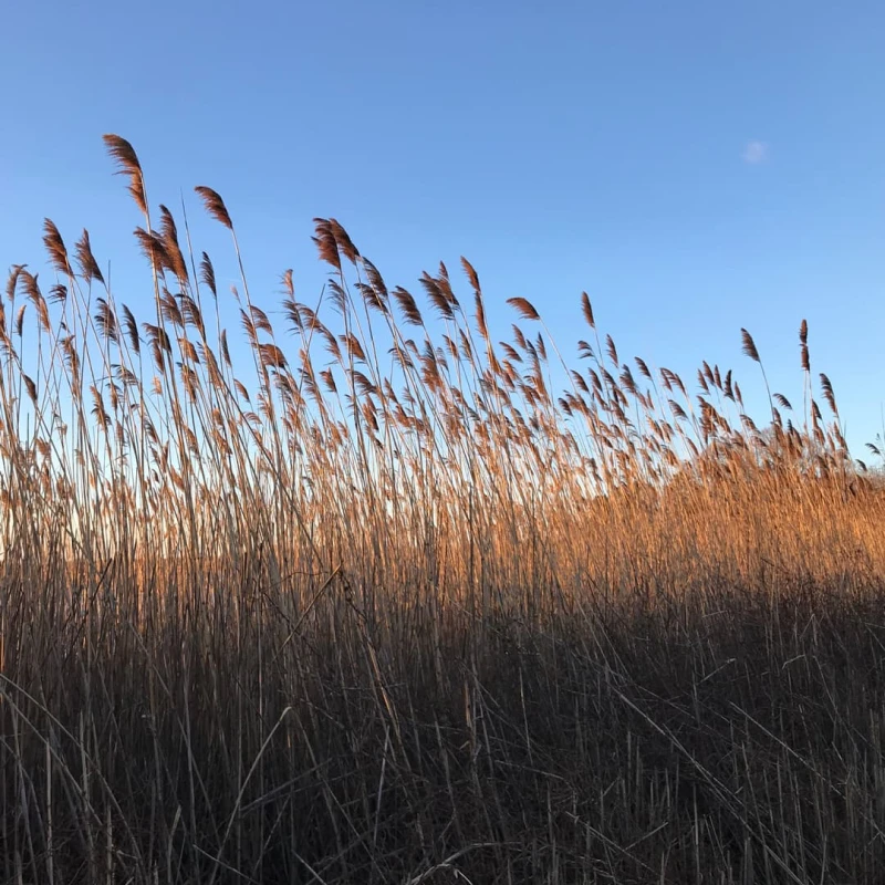 Phragmites