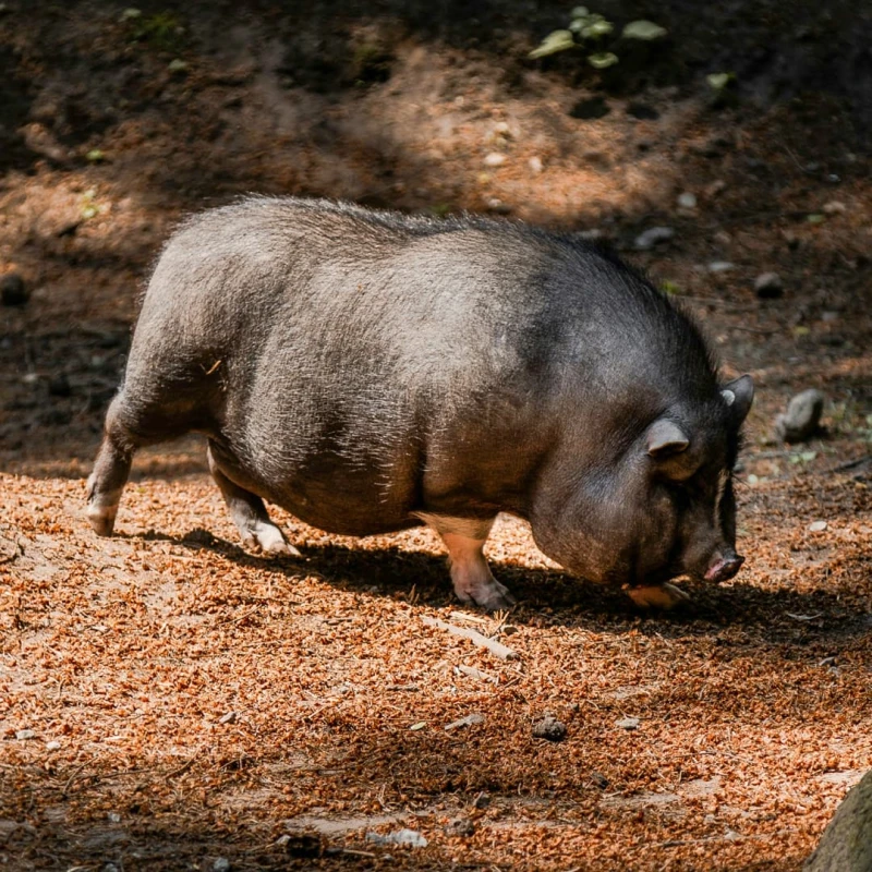 Pot-Bellied Pig in forest