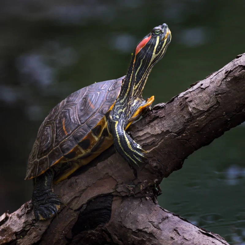 Red Eared Slider Turtle on a log