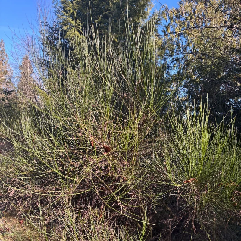 Scotch Broom plant