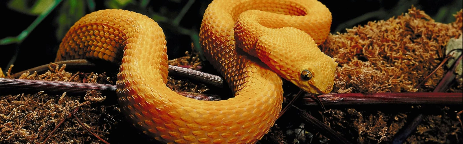 Orange snack curled up