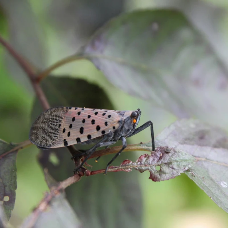 Spotteed Lanternfly on leaf