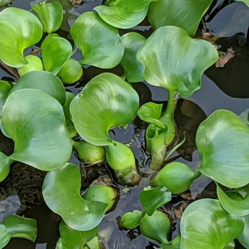Water Hyacinth