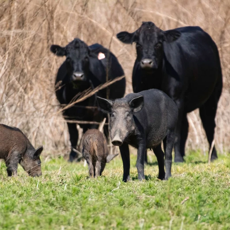 Pigs and Cows in a field