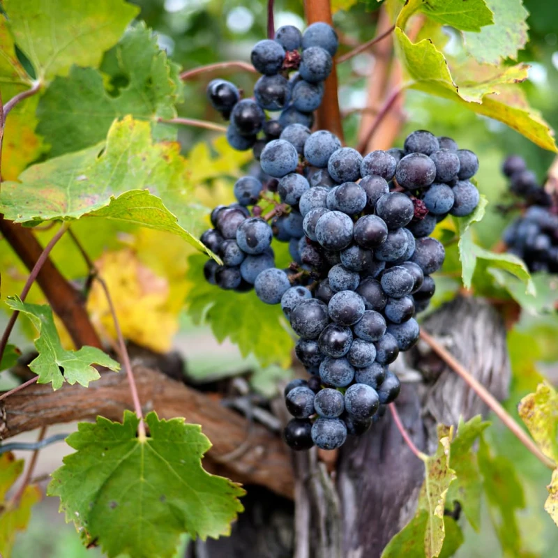 Grapes on a vine