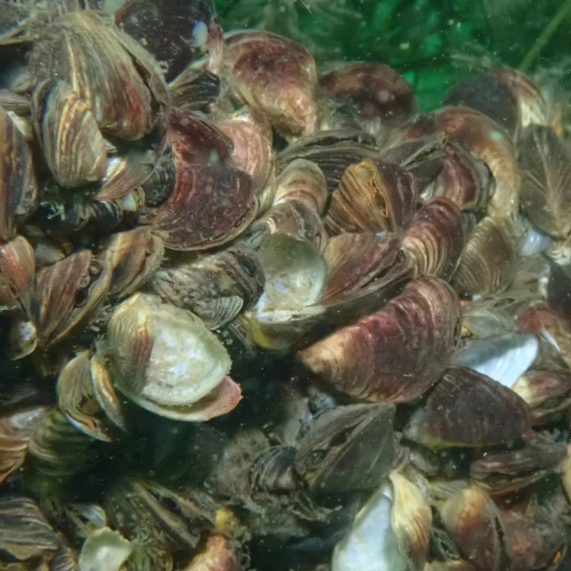 Closeup of Zebra Mussels