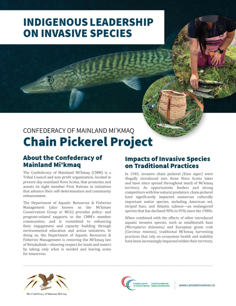 Chain Pickerel article