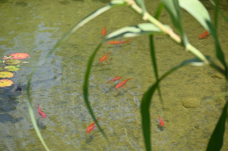 Gold fish in water