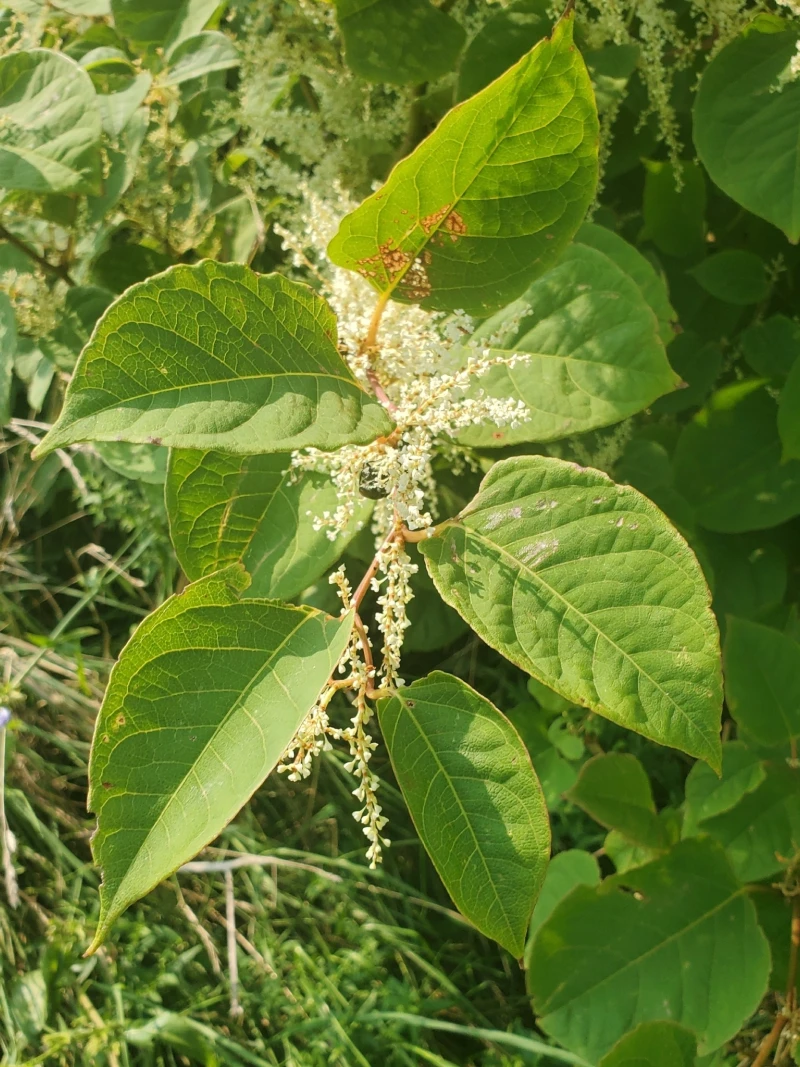 Japanese Knotweed