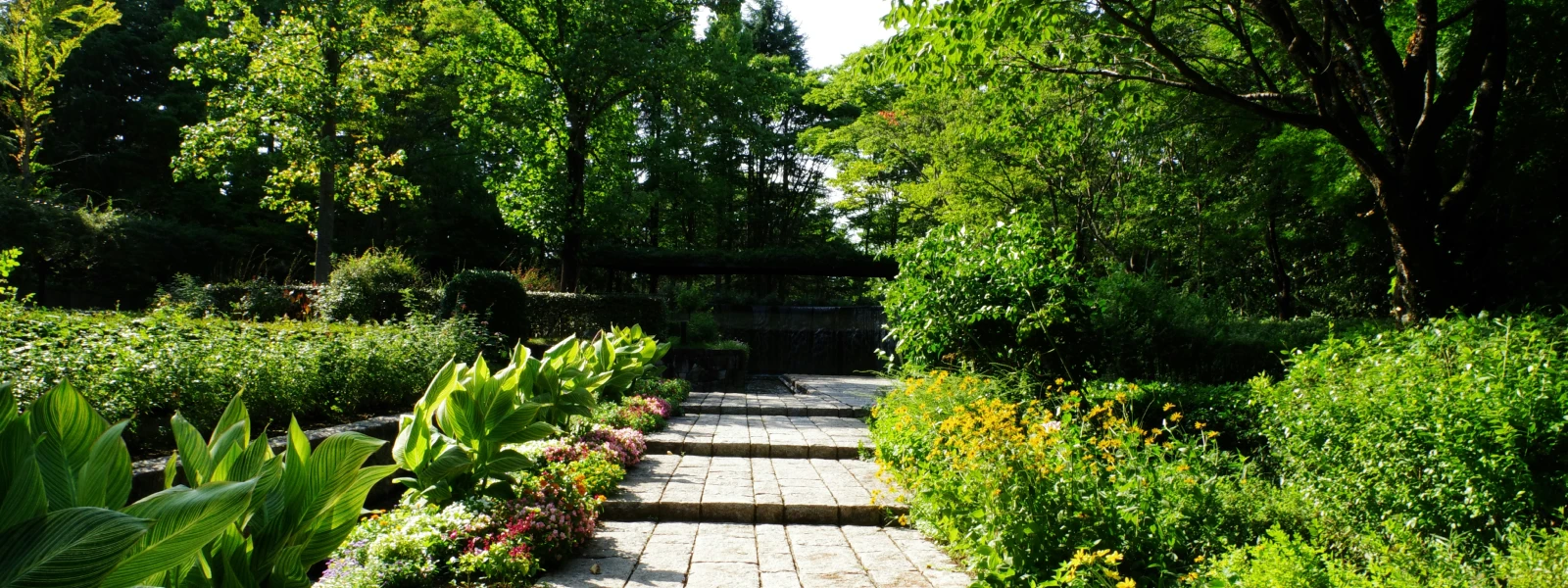 Path way between shrubs and trees in the distance