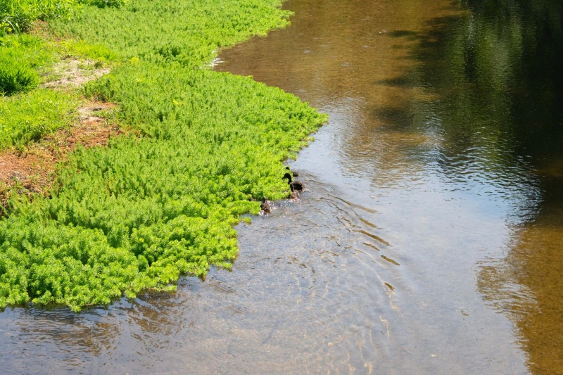 Parrot feather beside water