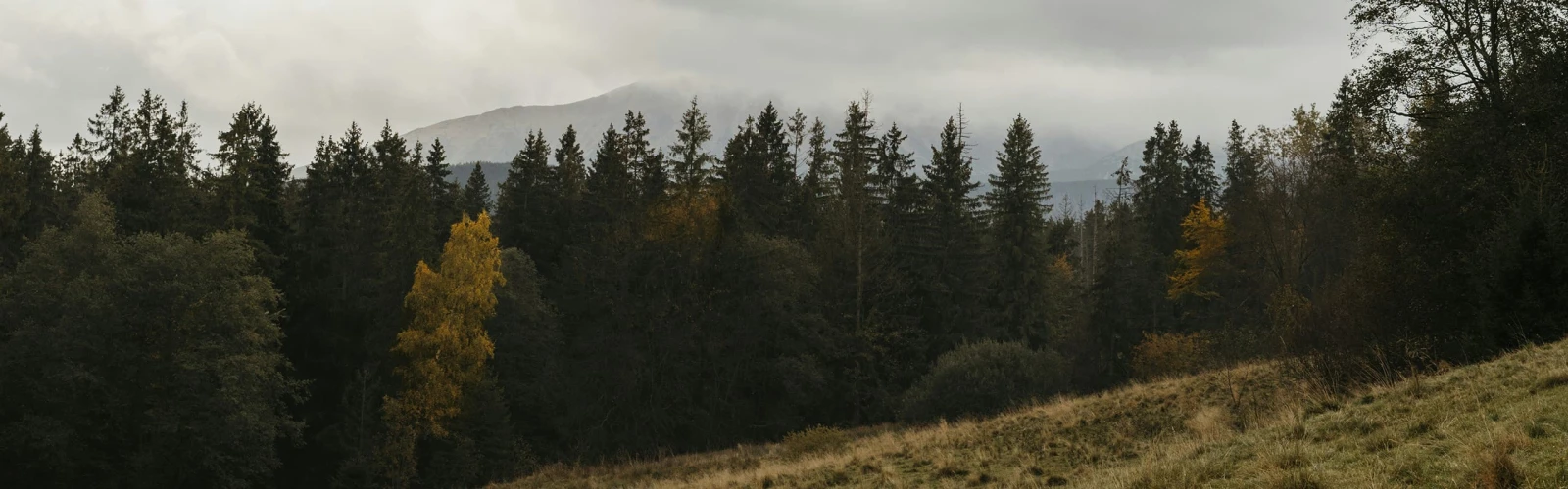 Gloomy tree line with mountains in the distance