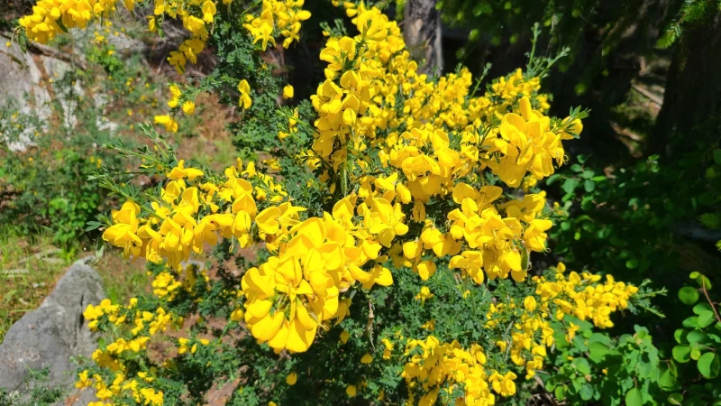 Scotch broom