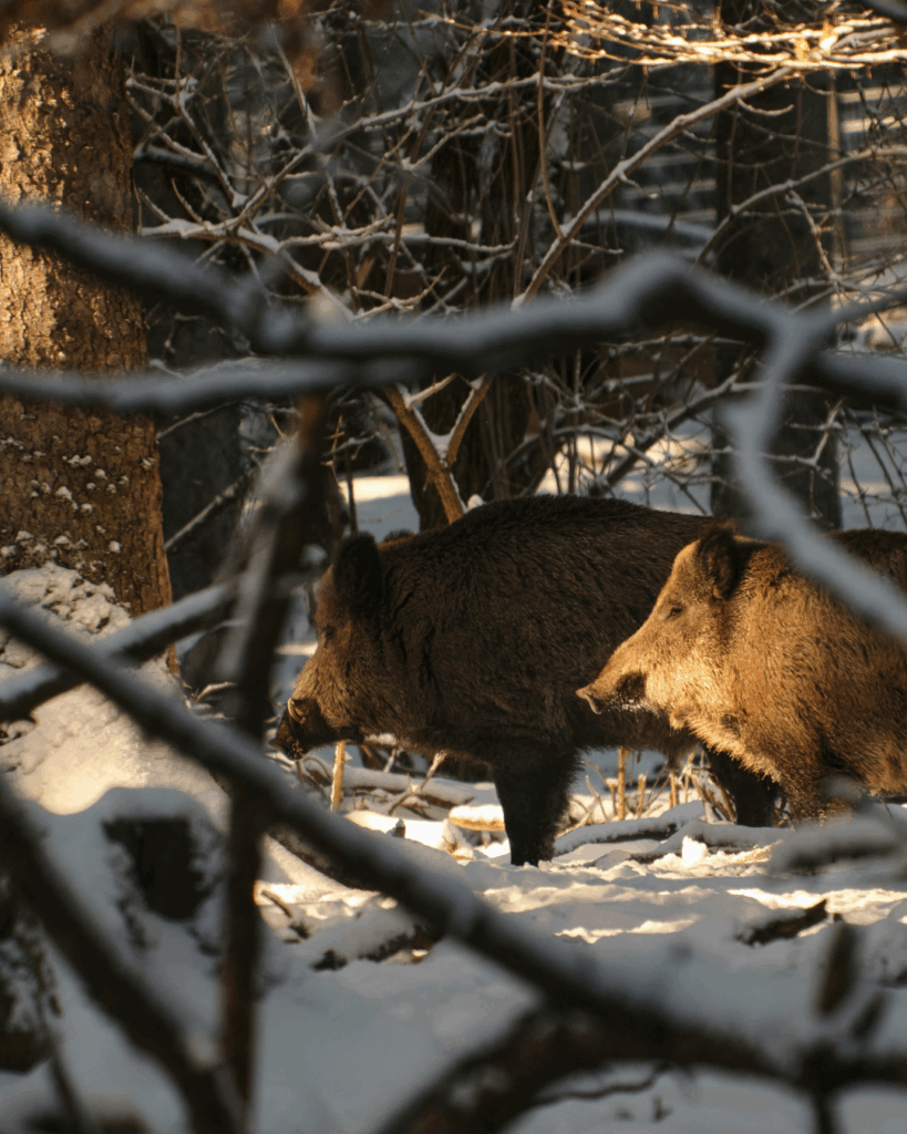 Invasive Wild Pigs