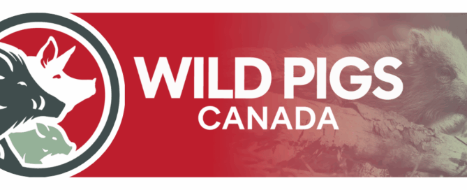 Wild Pigs Canada