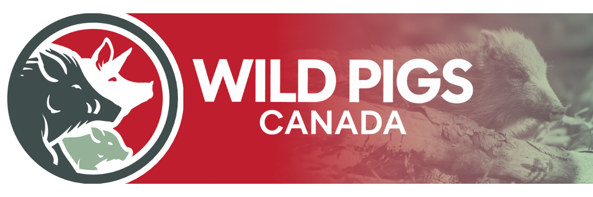 Wild Pigs Canada