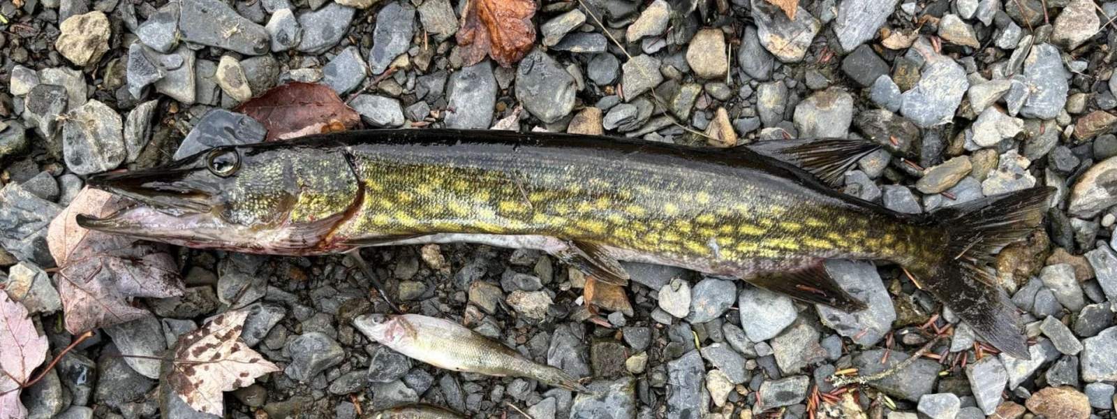 Chain Pickerel on stoney beach