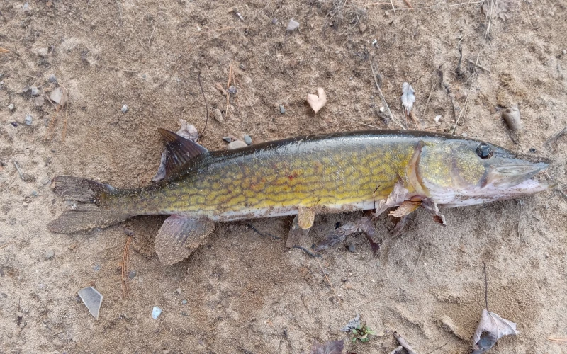 Chain Pickerel