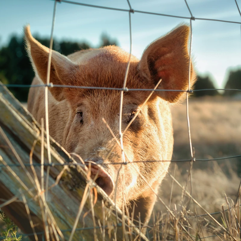 deepthi_clicks_ks243hxwmli_unsplash_1 Close up of a pig behind a wire fence in a field