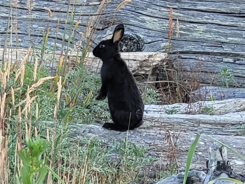domestic_rabbit_inaturalist_ruby_roughhouser_1 Black domestic rabbit standing on fallen tree