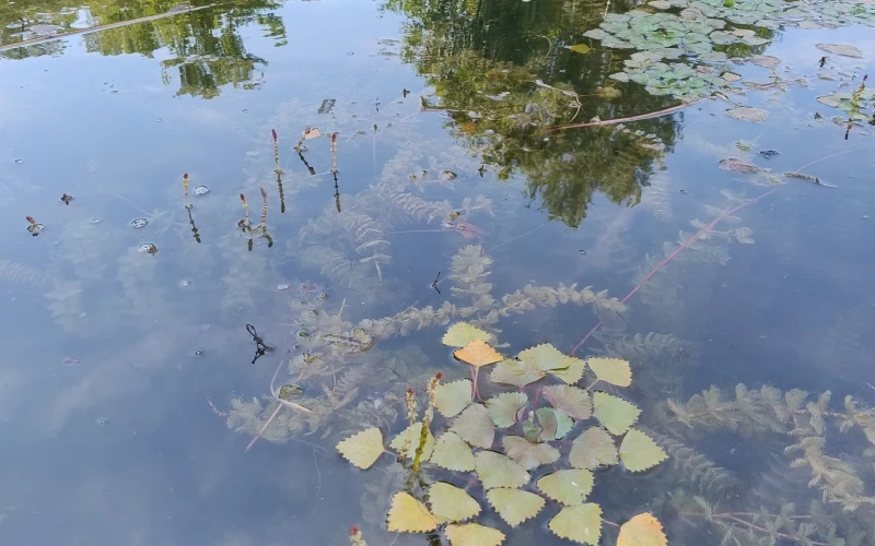 Eurasian Water Milfoil