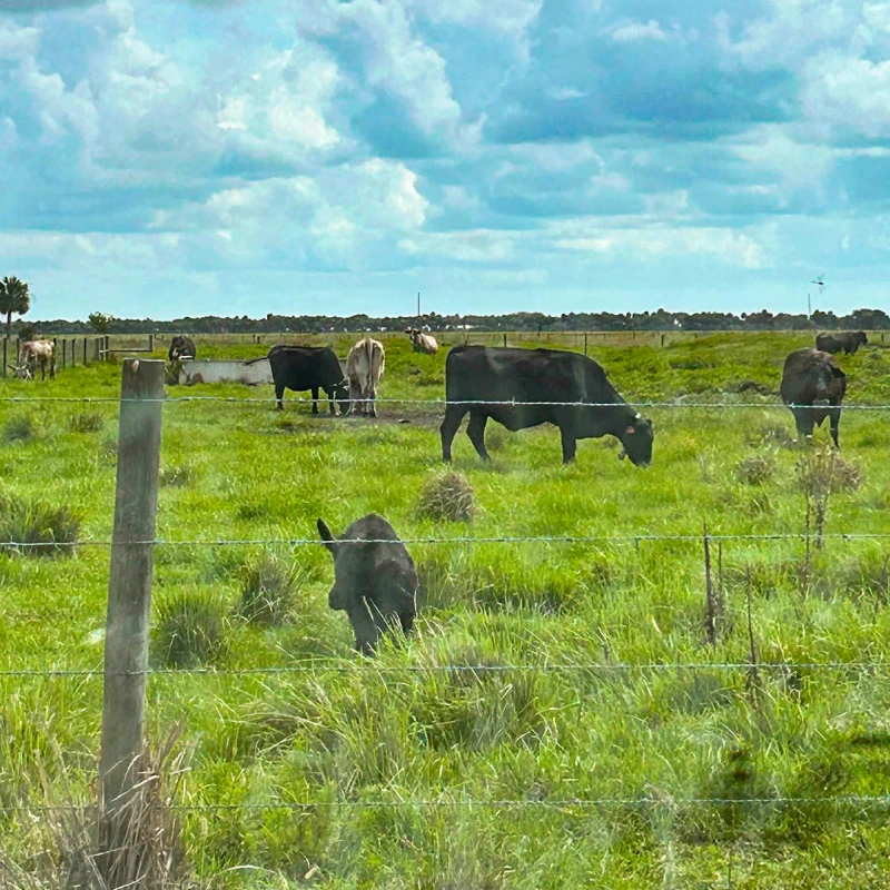 Wild pigs and cows grazing behind a wire fence in a big field