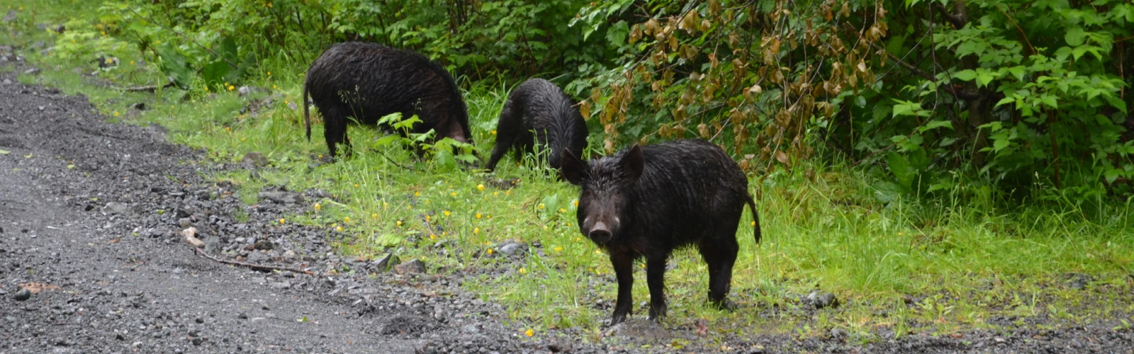 Three wild pigs standing beside road bordering a wooded area