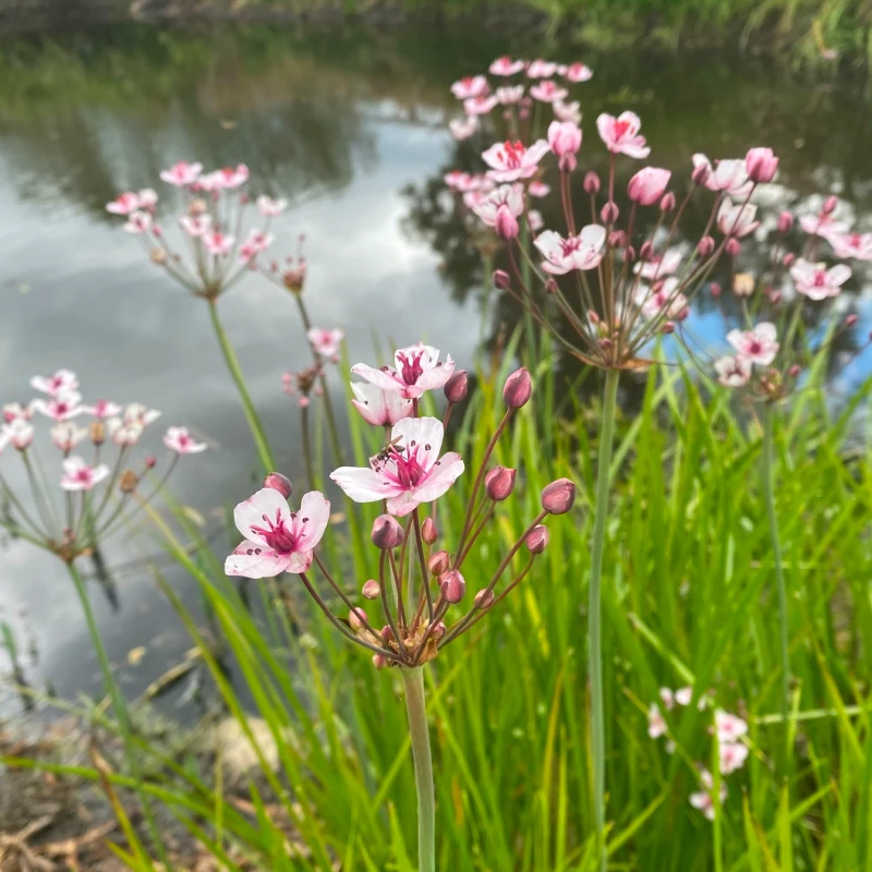 Flowering rush overlooking a pond